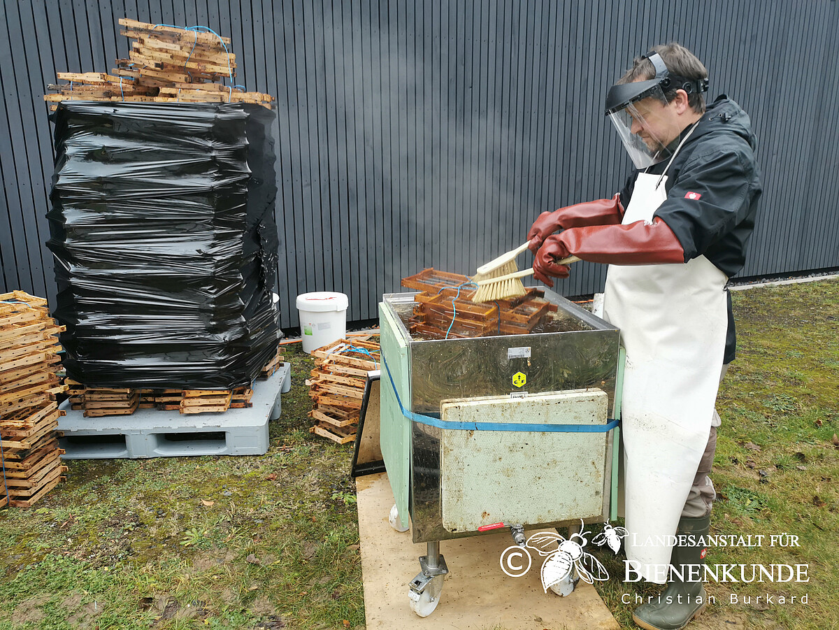 Reinigung der Rähmchen