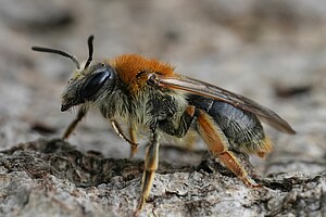 Wildbiene Andrena haemorrhoa - Das Weibchen der Rotfransigen Sandbiene