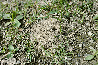 Nisthügel einer Sandbiene (Andrena sp.)