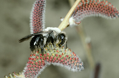 Ein Weibchen der Weiden-Sandbiene (Andrena vaga) an ihrer Nahrungspflanze der Weide (Salix sp.).
