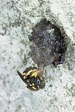 Nestbau der Kleinen Harzbiene (Anthidiellum strigatum).