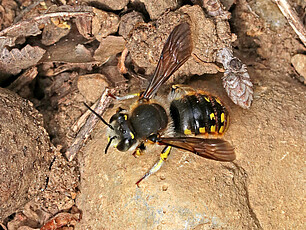 Ein Männchen der Gartenwollbiene (Anthidium manicatum)