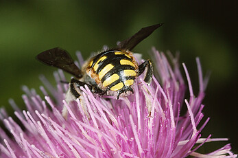 Die Dornen am Ende des Hinterleibs des männlichen Exemplars einer Gartenwollbiene  (Anthidium manicatum)