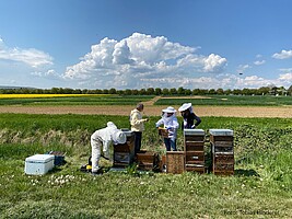 Imker und Studenten arbeiten an offenen Bienenstöcken auf dem Feld