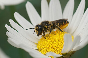 Dieses Blattschneiderbienenweibchen (Megachile sp.) transportiert den Pollen an einer Bauchbürste auf der Unterseite des Hinterleibs.