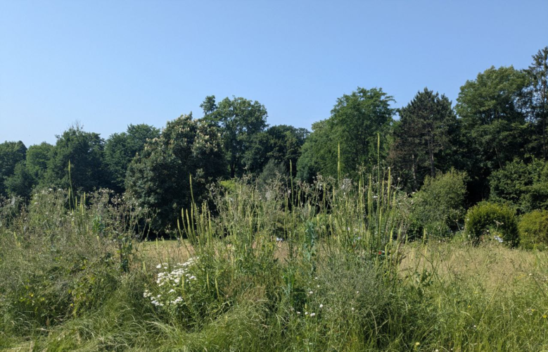 Blühwiese für Wildbienen Uni Hohenheim