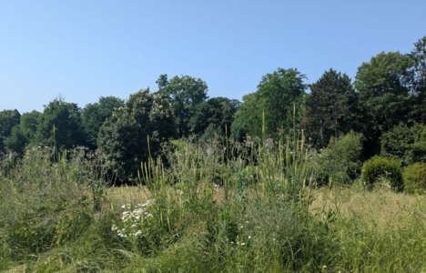 Blühwiese für Wildbienen Uni Hohenheim
