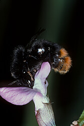 Ein Weibchen einer Steinhummel (Bombus lapidares) auf Nahrungssuche