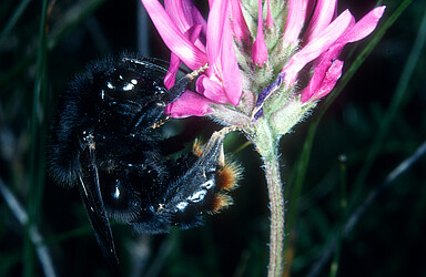 Der Parasit der Steinhummel: Ein Weibchen der Felsen-Kuckuckshummel (Bombus rupestris) auf Nahrungssuche