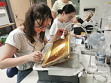 Frau im Labor mit Bienenwabe