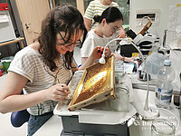 Studenten im Labor mit Bienenwaben