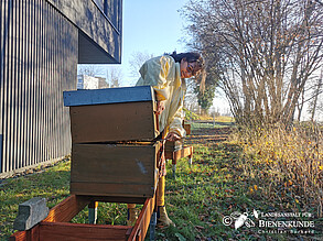 Imkerin an einem Bienenvolk