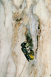 Das Weibchen der Gemeinen Löcherbiene (Heriades truncorum) verschließt ihr Nest mit Harz.rum