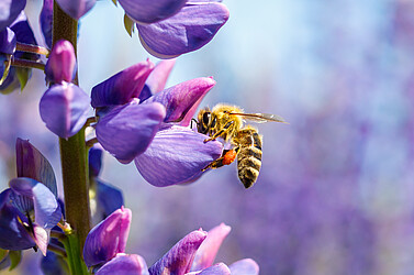 Diese Honigbienenarbeiterin (Apis mellifera) transportiert den Pollen an den Hinterbeinen.