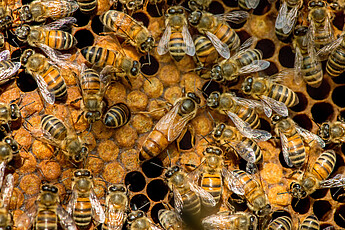 Wabenwerk mit Arbeiterinnen und Königin der Honigbiene (Apis mellifera).
