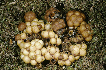 Nest der Ackerhummel (Bombus pascuorum).