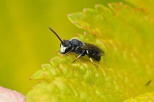 Wildbiene Hylaeus Maskenbienenmännchen