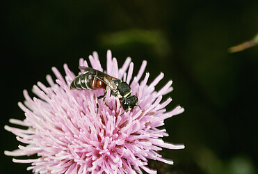 Dieses Maskenbienenweibchen (Hylaeus variegatus) transportiert den Pollen, in dem sie ihn verschluckt.