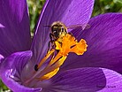Biene auf Krokus