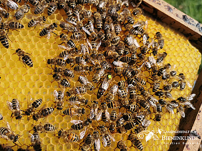 Bienen auf Wabe