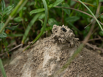 Nisthügel einer Schmalbiene (Lasioglossum sp.).