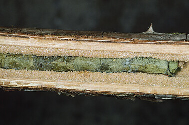 Das geöffnete Nest einer Blattschneiderbiene (Megachile alpicola) das mit Blättern ausgekleidet ist.