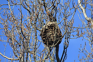 Nest von Vespa Velutina in der Baumkrone