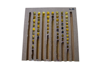 Nistbrett aus einem Insektenhotel mit Linienbauten der Rostroten Mauerbiene (Osmia bicornis).