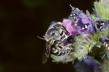 Ein Weibchen der Natternkopf-Mauerbiene (Osmia adunca) an ihrer Nahrungspflanze dem Gewöhnlichem Natternkopf (Echium vulgare).