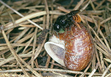 Ein Weibchen der Zweifarbigen Schneckenhaus-Mauerbiene (Osmia bicolor) beim Anlegen eines Nestes.