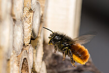 Ein Weibchen der Gehörnten Mauerbiene (Osmia cornuta) an einem Insektenhotel