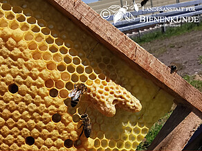 Schwarmzellen auf einer Bienenwabe