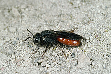 Ein Weibchen der Großen Blutbiene (Shecodes albilabris)