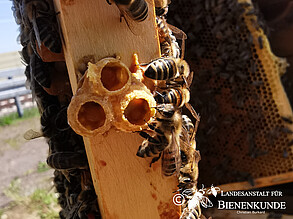 Spielnäpfe auf einer Bienenwabe