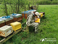 Imker arbeitet am Bienevolk