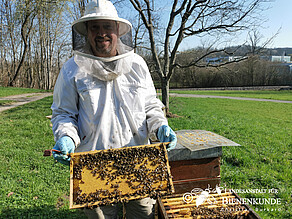 Imker bei der Frühjahrsdurchsicht der Bienenvölker. Er hält eine Bienenwabe in der Hand