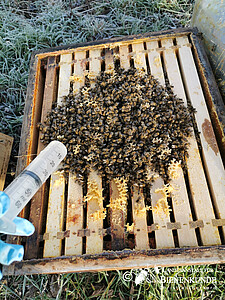 Oxalsäurebehandlung bei Honigbienen