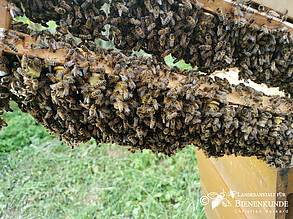 Bienenzuchtleiste mit Weißelzellen darauf