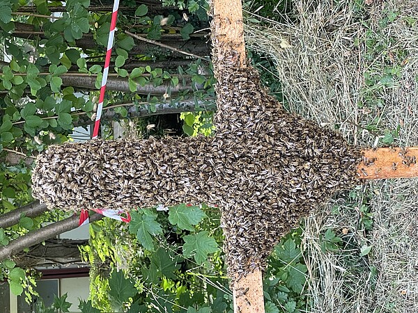 Bienenschwarm gesichtet - Was tun?