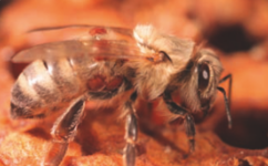Universität Hohenheim Landesanstalt für Bienenkunde Varroamilbe auf Biene