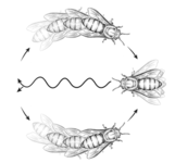 Schwänzeltanz der Bienen als Zeichnung
